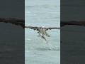 Osprey grabs something huge and almost drowns. Watch what happens next!