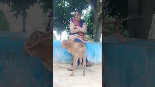 Jai ho mere dev bhoomi uttrakhand kie Jai ho 🙏🚩😘#trendingshorts #love #pahadi #shortvideo