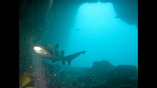 Under water, under ground! with sharks!! (and whales) | One of the BEST dives in Australia