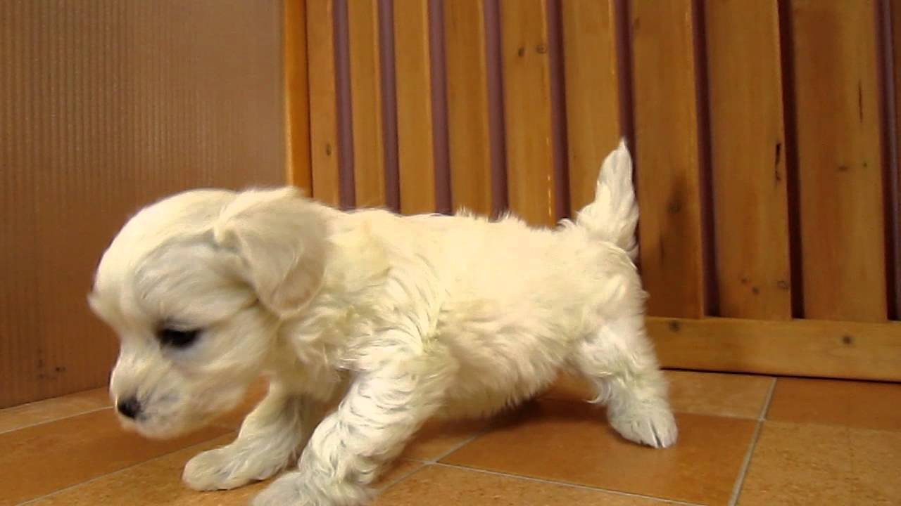 マルチーズとトイプードルのミックス マルプーの男の子 Youtube