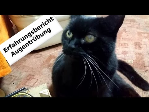 Augentrübung bei Katze -Erfahrungsbericht (GNM, 5BN)