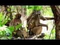 Kruger National Park Baby Baboons Playing | Kruger Park Sightings | Amazing Wildlife Videos