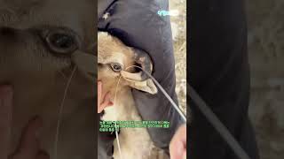 통증 제로! 자꾸만 자라는 양 뿔을 자르는 신기한 방법 #worker #process #farm #lifecycle #nature