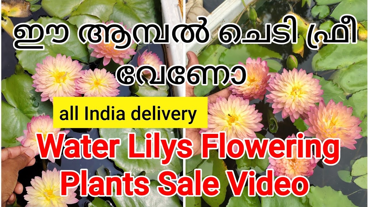 Water lilys flowering plants sale video #devuplantsworld @WaterPlantsWaterPlantsvlog #liveplants 