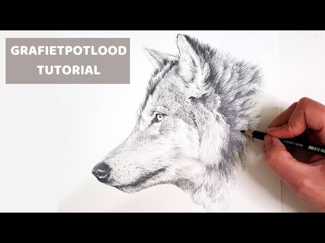 Grafietpotlood Voor Beginners: Wolf (Stap Voor Stap Tutorial) - Youtube