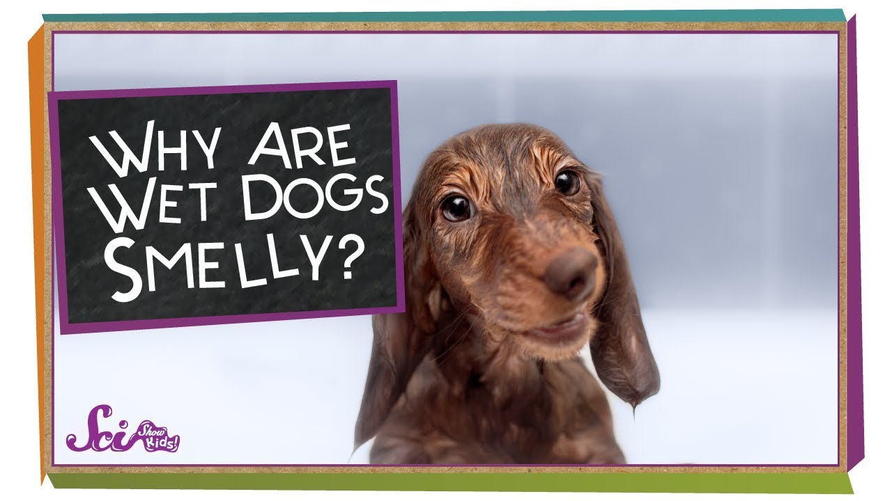 Why Are Wet Dogs Smelly YouTube