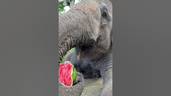 It's over 30 degrees. Eat a watermelon to quench your thirst. How do elephants eat watermelons?