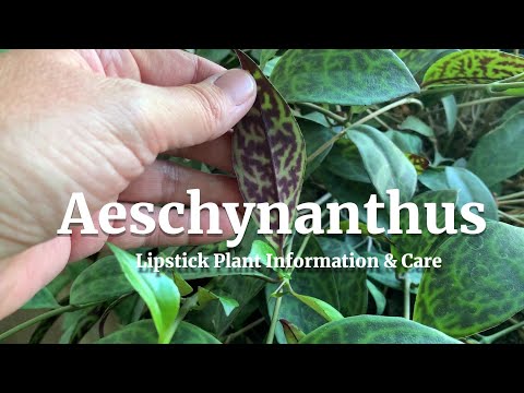 วีดีโอ: Aeschynanthus Lipstick Vine Info: How To Care For A Lipstick Plant