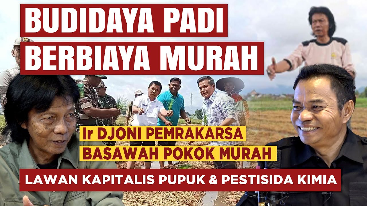 BEGINI CARA BUDIDAYA PADI BERBIAYA SANGAT MURAH