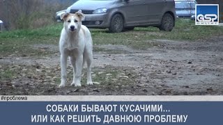 Собаки бывают кусачими… или как решить давнюю проблему | 12 октября’16 Собаки бывают кусачими… или как решить давнюю проблему | 12 октября’16