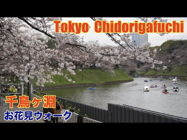 4K】Chidorigafuchi Cherry Blossoms | Tokyo Walk | 千鳥ヶ淵
