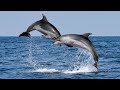 Dolphin &amp; Whale Watching, Dana Point, CA