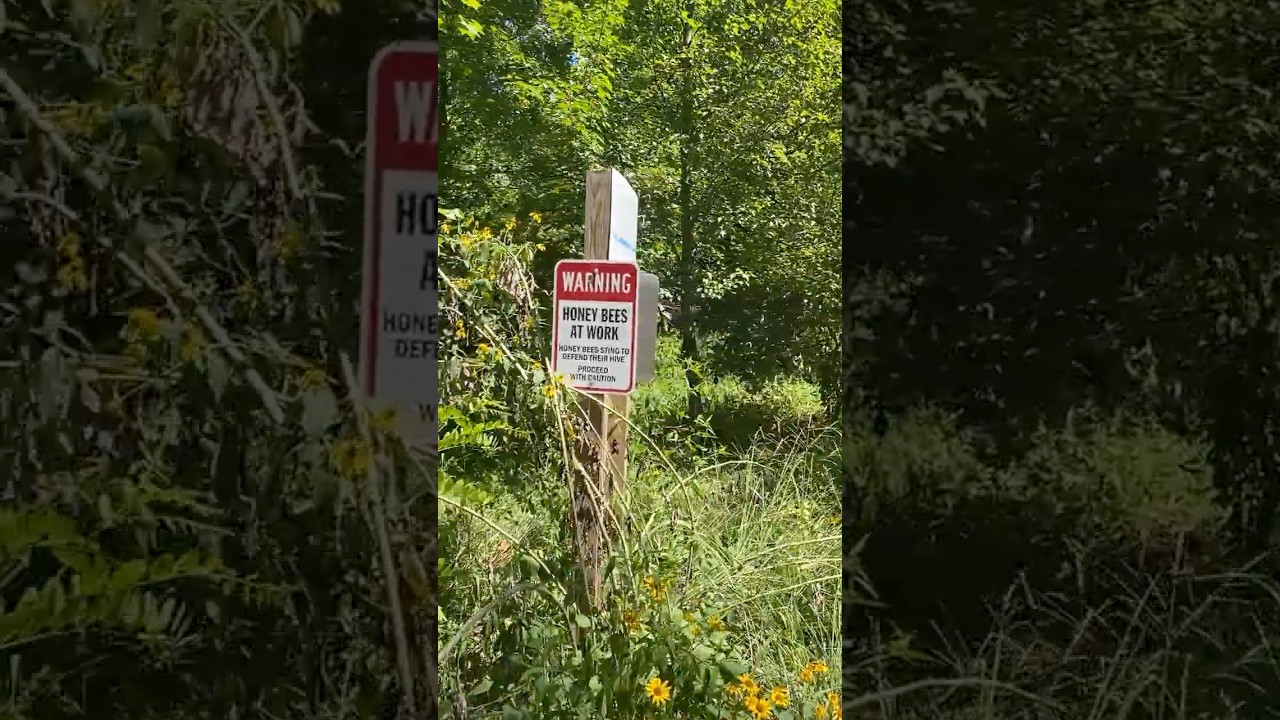 Hidden Nature Walk in Friendship Heights #hiking #nature