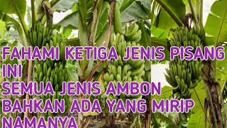 ketahui ketiga jenis pisang ini, sama-sama jenis ambon