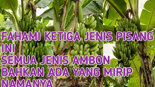 ketahui ketiga jenis pisang ini, sama-sama jenis ambon