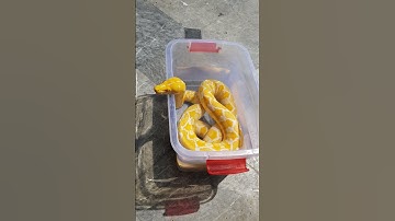 Albino Reticulated Python #python #albino #reticulatedpython #albinopython