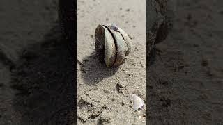 23 Avril 2024 Épidule