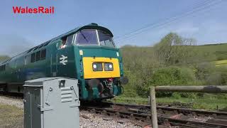 WESTERN CHAMPION D1015 Swanage Diesel Gala Preview Day 9th May 2024