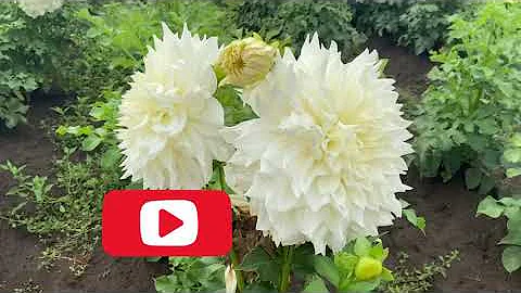 Swan Island Dahlias Farm  Tour in Canby Oregon.