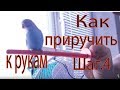 Как приручить попугая к рукам Шаг - 4 первые прогулки вне клетки.