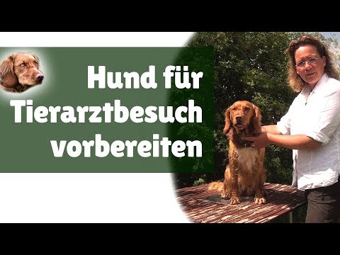 Hundeerziehung ► Hund für Tierarztbesuch vorbereiten