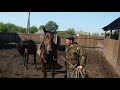 Часть 1 . Обучаем  лошадь 🏇🤠