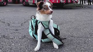 Adorable Furry Firefighter by The Koala 61 views 2 months ago 3 minutes, 2 seconds