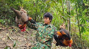 Trapping wild chickens, skills to detect and set traps for wild chickens, catching stream snails