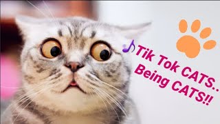 Tik Tok CATS being... 😻 CATS!! by Animals for All 310 views 3 years ago 10 minutes, 47 seconds