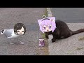 Subaru duck seagull stealing okayu cat food  animal hololive