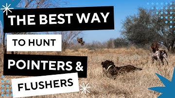 The Best Way To Hunt A Pointing Dog With A Flusher