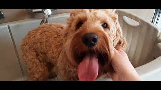 Golden Doodle beim Hundefrisör #doggroomer #grooming by Hundefriseur Salon Hundeliebe 246 views 1 year ago 4 minutes, 53 seconds