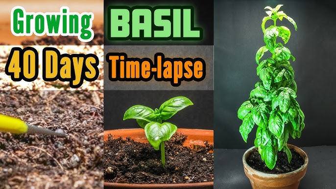 Basil growing time