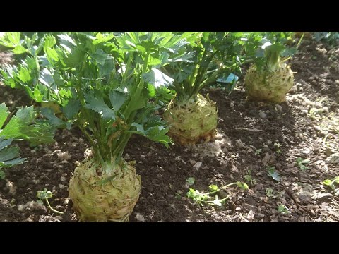 Video: Kaip auginti saliero šaknį