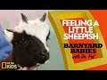 Sheep Maturity and Care