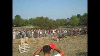Download lagu jagdterrier la proba de tarc jagdterrier la proba de tarc