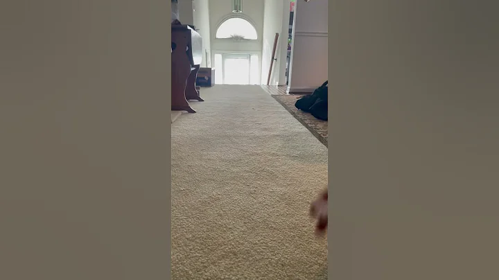 Watch the video about Dazzling Ragdoll cat chases toy #pets #pewdiepie