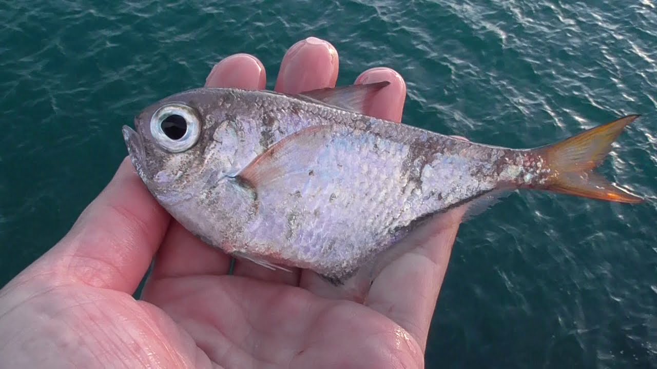 ミナミハタンポもキャッチ リリース これを雑魚扱いする釣り人もいますが かなり美味しい魚であることは余り知られていないようです 目が大きくて 独特の スタイルがユーモラスで個性的 Youtube