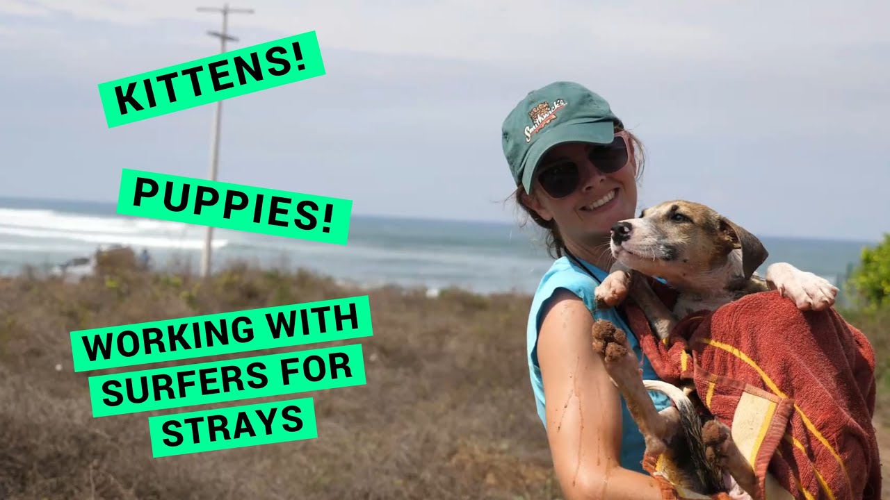 Beach Vet Troncones Dog and Cat Rescue with Surfers for Strays