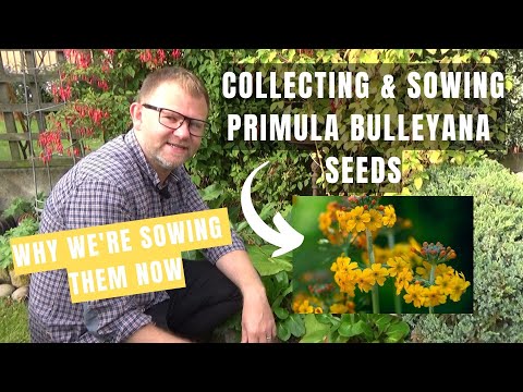 ვიდეო: Primula obkonika: აღწერა, თესლიდან მოყვანა სახლში
