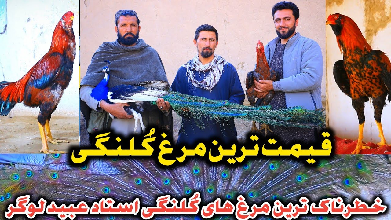 Самый опасный петух | Цена петуха — 500 000 афгани | Петухи в провинции Логар | Петухи