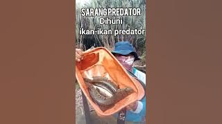 pemancing bertopeng dapat tangkapan ikan istimewah #shorts