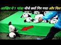11 पांडा को बैठाने की कोशिश में जो आगे हुआ वो खुद देखलो they tried to11 panda sit then what happened