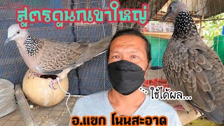 สูตรดูนกเขาใหญ่..ใช้ได้ผล….