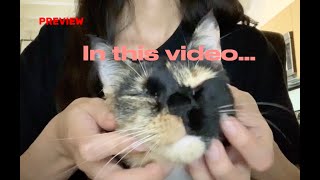 ASMR Massage: Head, Face, and Neck Massage (Cat Edition) by SandyPetMassage 881 views 4 months ago 3 minutes, 9 seconds