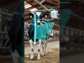 Laser Health Scanner for Cows 🧬🐮
