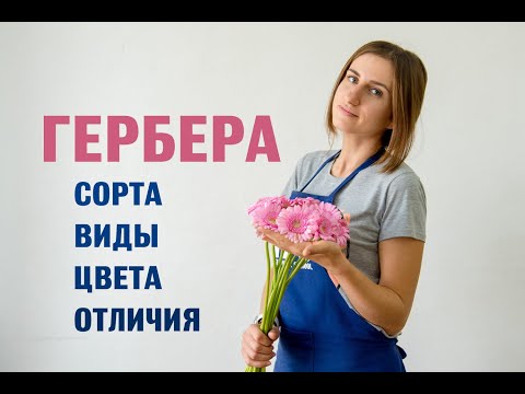 Видео: Герберас: сорт, анхаарал халамж