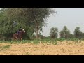 Horse races Punjab (training time for rural horse races in Punjab)