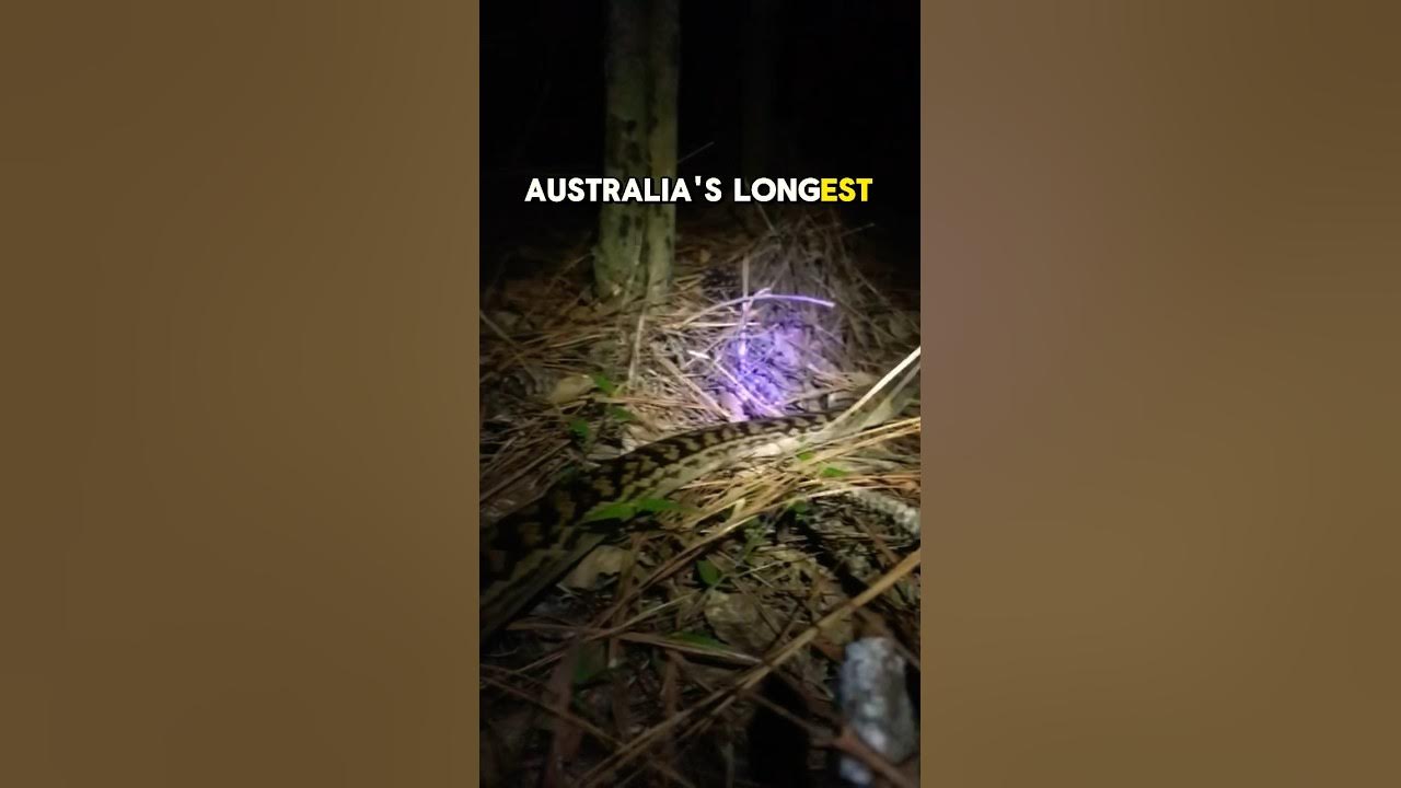 Australia’s Longest Snake | Scrub Python (Simalia kinghorni) #snake # ...