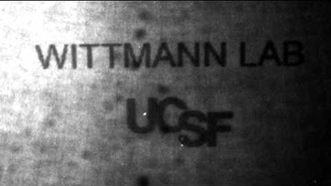 Polygon400 Customer Reference: Torsten Wittman (UCSF), light modulated protein-protein interactions